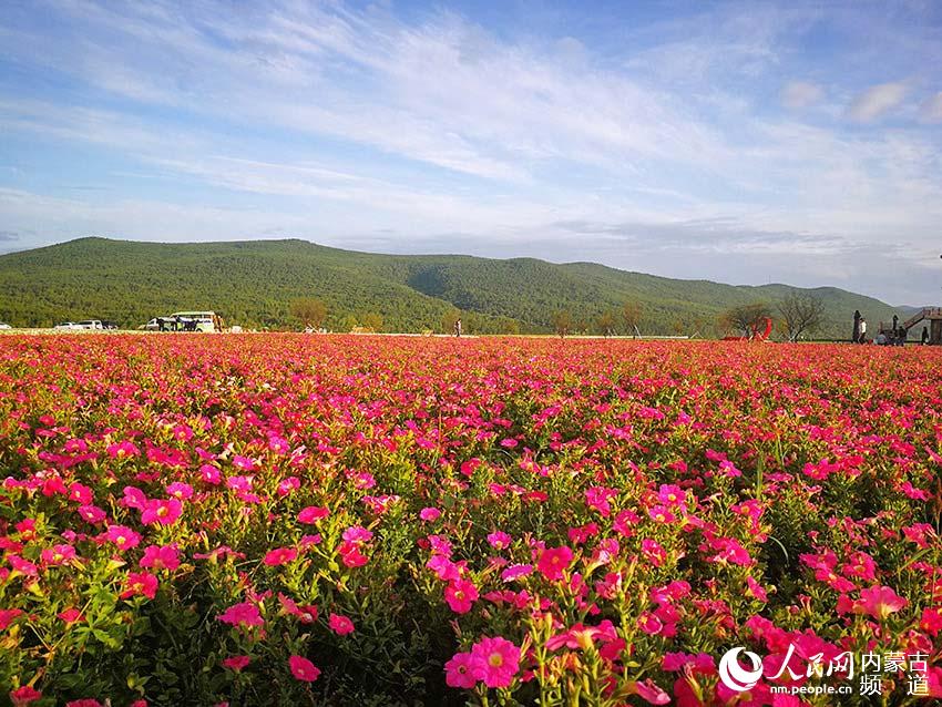 아름다운 꽃밭 [사진 출처: 인민망]