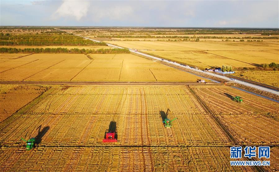 헤이룽장(黑龍江)성 개간 지구, 농기계로 벼를 수확하는 모습 [2017년 9월 28일 촬영/사진 출처: 신화망]
