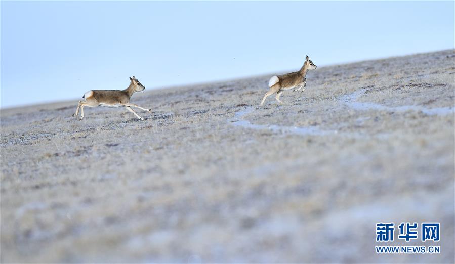 새벽녘 새끼 짱링양(藏羚羊: 영양의 일종) 두 마리가 커커시리(可可西里)를 달리고 있다. [2016년 12월 2일 촬영/사진 출처: 신화망]