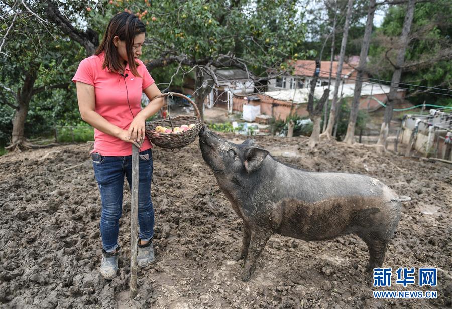 캉단단 씨가 인터뷰를 하는 동안 과일 돼지 한 마리가 그녀가 들고 있는 과일 바구니를 노리고 있다. [8월 20일 촬영/사진 출처: 신화망]