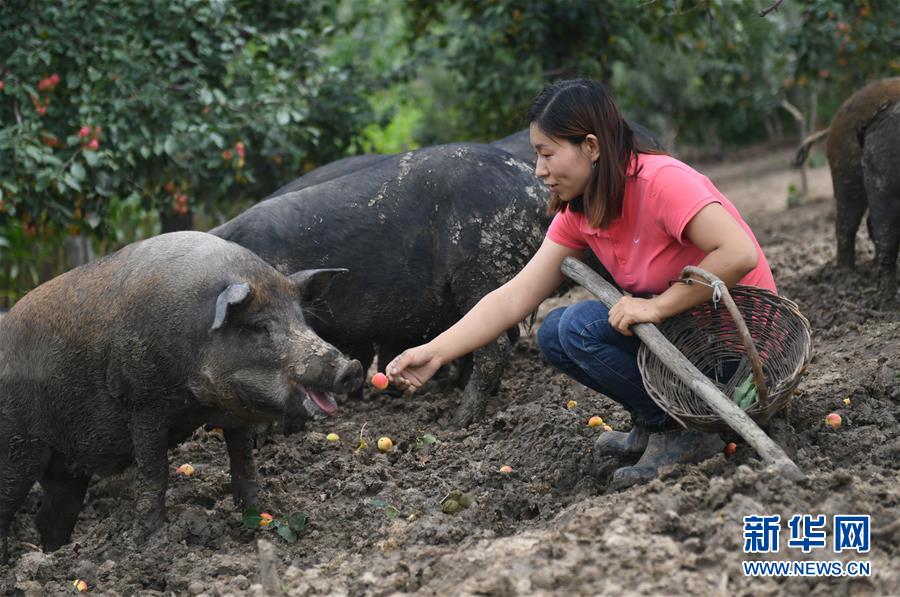 8월 20일 캉단단 씨가 돼지에게 꽃사과를 먹이고 있다. [사진 출처: 신화망]