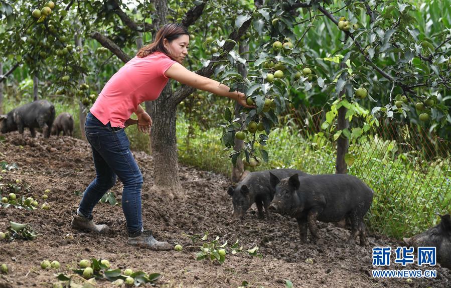 캉단단 씨가 과수원에서 사과배를 따 과일 돼지에게 주고 있다. [8월 20일 촬영/사진 출처: 신화망]
