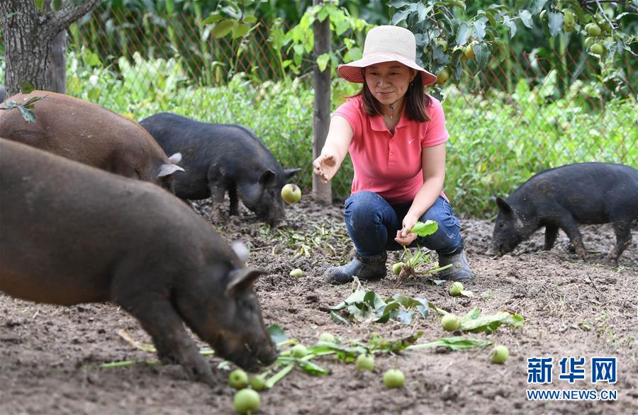 캉단단 씨가 돼지에게 사과배를 먹이고 있다. [8월 20일 촬영/사진 출처: 신화망]