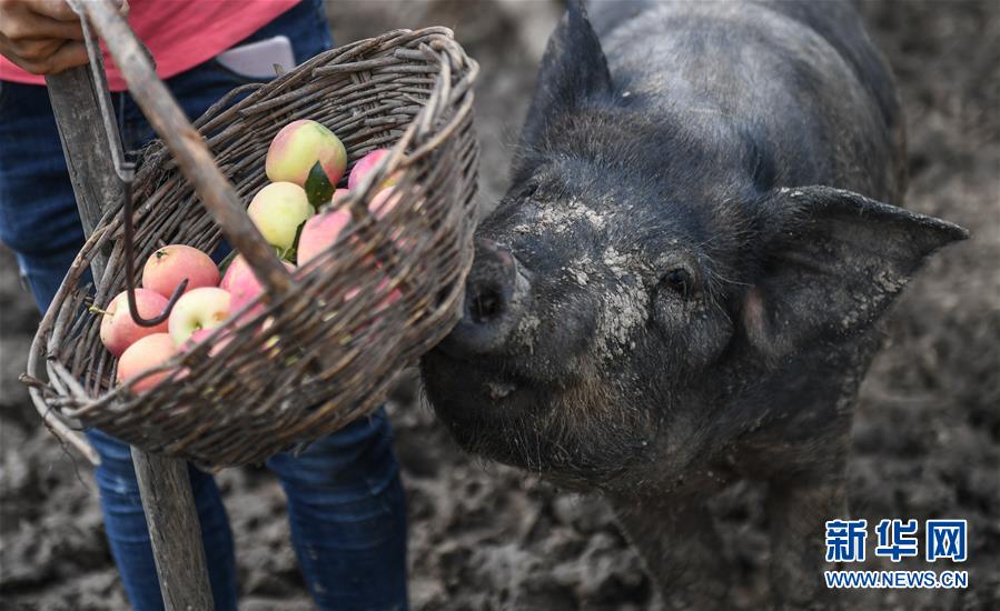캉단단 씨가 인터뷰를 하는 동안 과일 돼지 한 마리가 그녀가 들고 있는 과일 바구니를 노리고 있다. [8월 20일 촬영/사진 출처: 신화망]