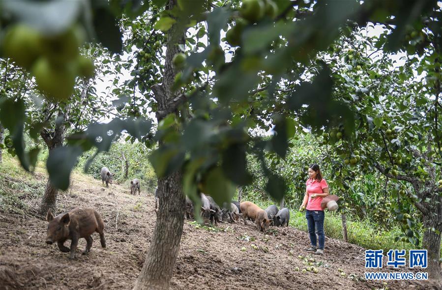 캉단단 씨가 돼지에게 사과배를 먹이고 있다. [8월 20일 촬영/사진 출처: 신화망]