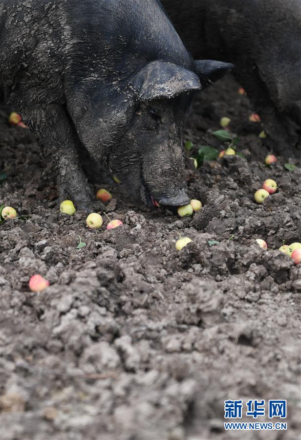 캉단단 씨가 과수원에서 방사한 과일 돼지[8월 20일 촬영/사진 출처: 신화망]