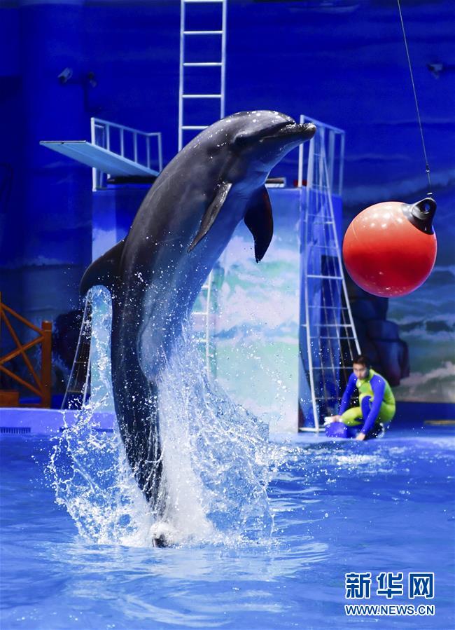 8월 18일 시닝(西寧)해양세계과학보급관, 돌고래가 공연을 펼치고 있다. [사진 출처: 신화망]