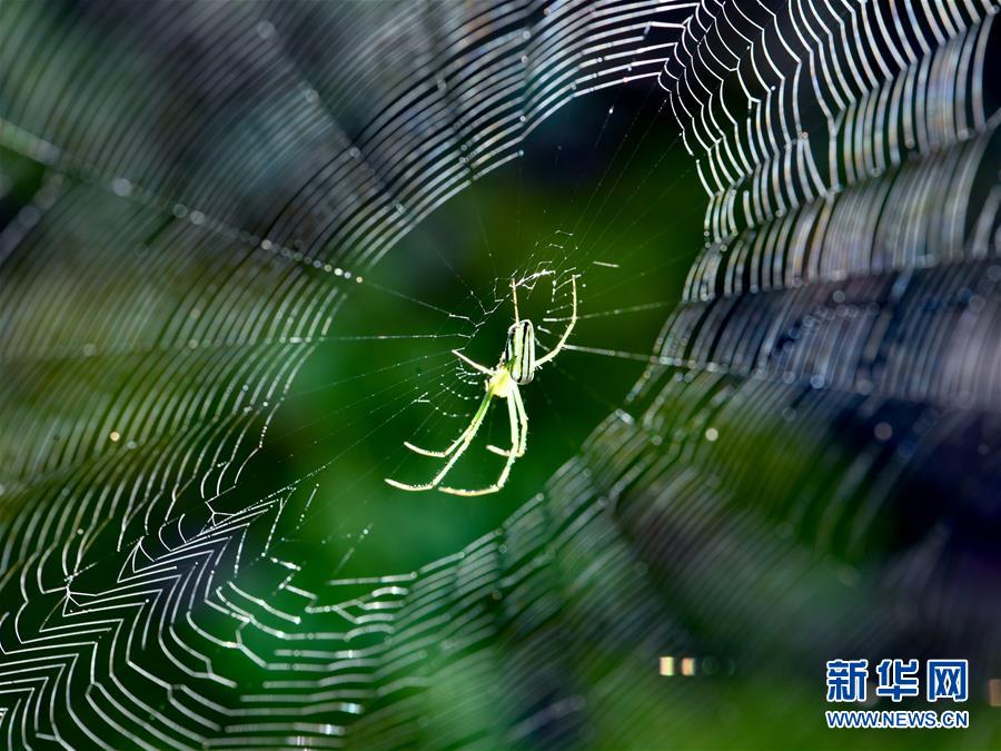 거미 한 마리가 우이산(武夷山) 국가공원 산림에서 사냥감을 기다리고 있다. [8월 24일 촬영/사진 출처: 신화망]