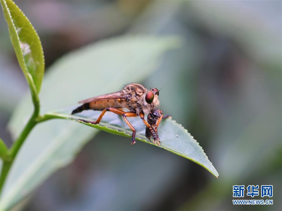 곤충 한 마리가 우이산(武夷山) 국가공원 산림에서 먹이를 먹고 있다. [8월 23일 촬영/사진 출처: 신화망]