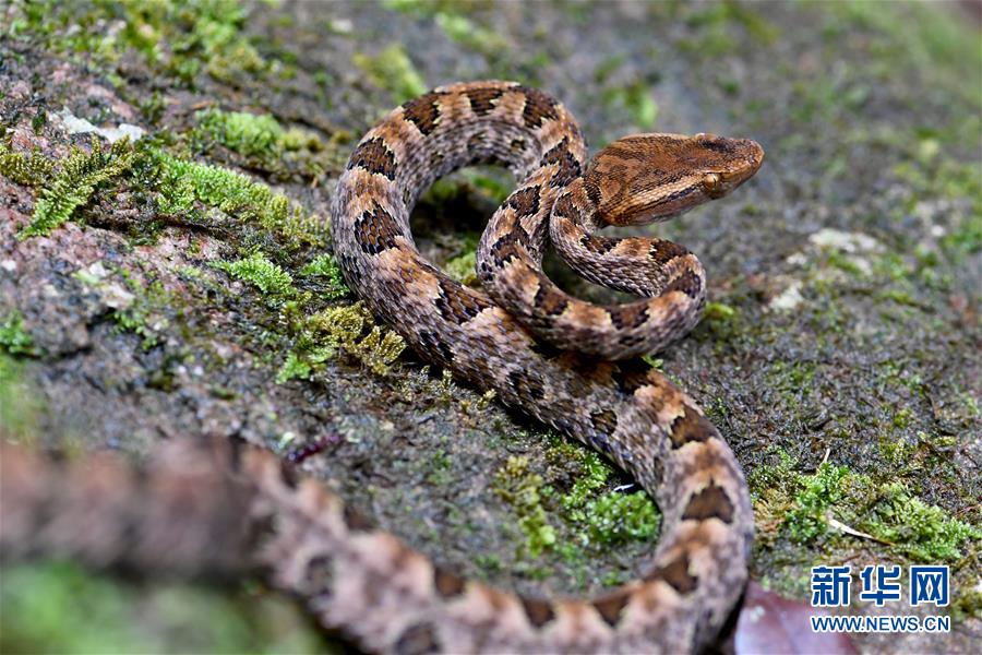 우이산(武夷山) 국가공원에서 촬영한 뱀 [8월 23일 촬영/사진 출처: 신화망]