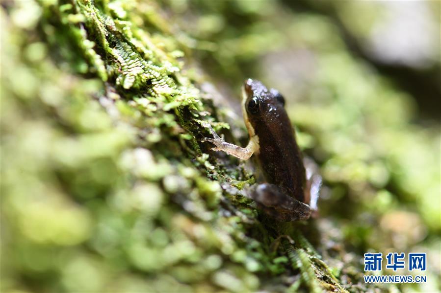 우이산(武夷山) 국가공원에서 촬영한 새끼 개구리 [8월 23일 촬영/사진 출처: 신화망]