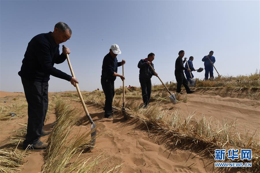 간쑤(甘肅)성 구랑(古浪)현 헤이강사(黑崗沙)풍사구에서 볏짚으로 모래를 누르고 있다. [3월 26일 촬영/사진 출처: 신화망]