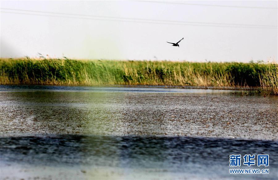 철새 한 마리가 칭투(靑土)호 위를 날고 있다. [6월 13일 촬영/사진 출처: 신화망]