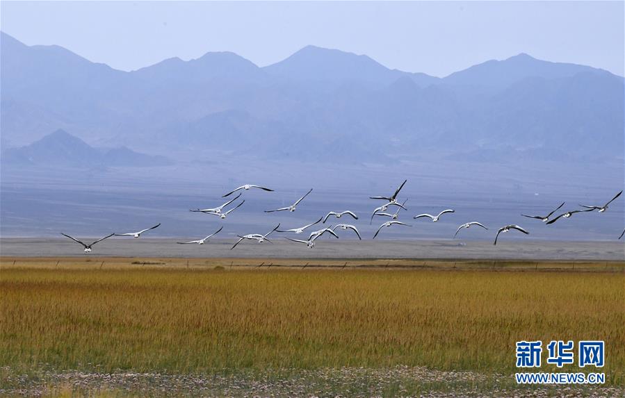 간쑤(甘肅)성 아커싸이(阿克塞) 하이쯔(海子)초원, 인도기러기 떼가 습지 상공을 비행하고 있다. [사진 출처: 신화망]
