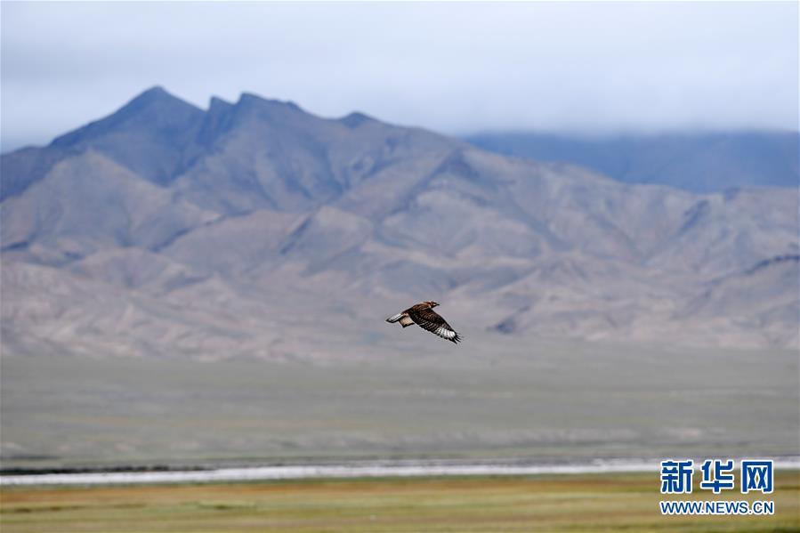 저광수리 한 마리가 간쑤(甘肅)성 아커싸이(阿克塞) 다하얼텅허(大哈爾騰河)강 부근을 비행하고 있다. [사진 출처: 신화망]