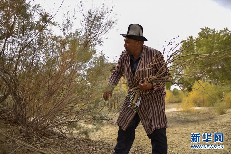 러부런(羅布人) 마을, 아무둥•아이부둥(阿木東•艾不東) 씨가 생선구이에 사용할 나뭇가지를 구하고 있다. [2018년 10월 16일 촬영/사진 출처: 신화망]