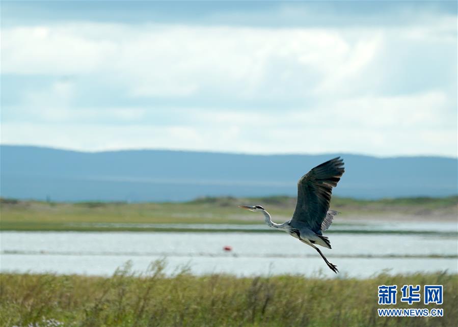 지난 28일 왜가리 한 마리가 후룬후(呼倫湖)호 위로 날아오르고 있다. [8월 28일 촬영/사진 출처: 신화망]