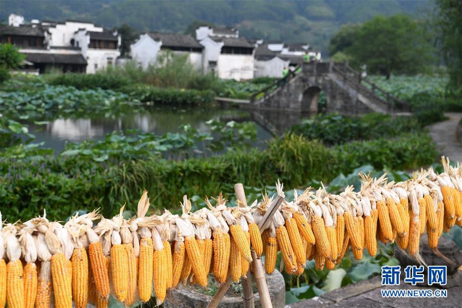 청칸(呈坎)촌 주민이 엮어 놓은 옥수수 [8월 28일 촬영/사진 출처: 신화망]