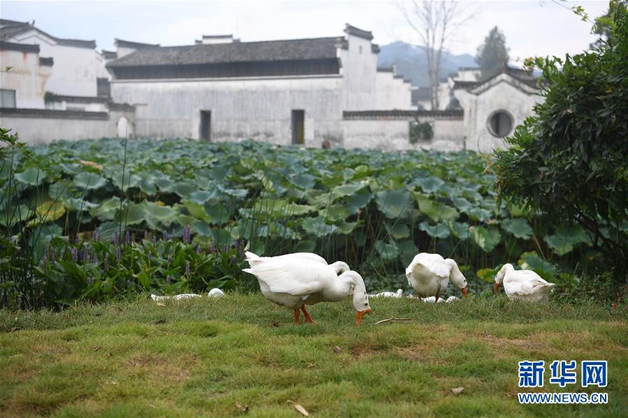 청칸(呈坎)촌 내 연못과 고민가 [8월 28일 촬영/사진 출처: 신화망]
