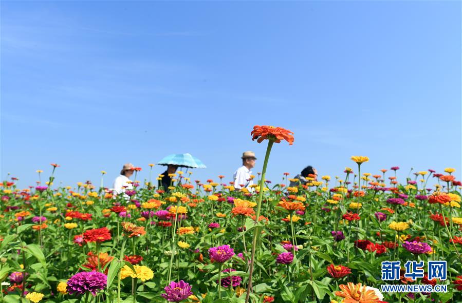 창춘(長春)시 롄화산(蓮花山) 생태관광리조트, 관광객들이 꽃밭을 구경하고 있다. [9월 4일 촬영/사진 출처: 신화망]