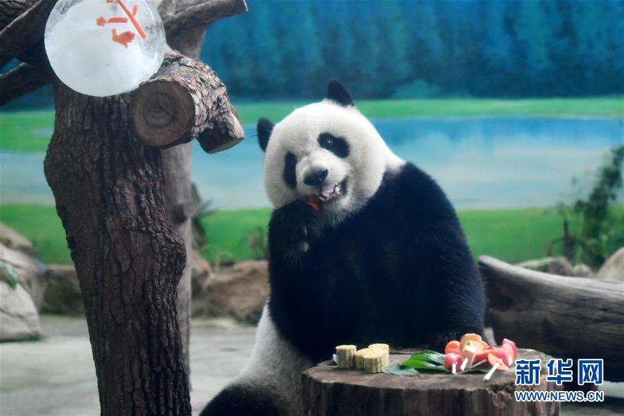 지난 13일 타이베이(臺北)동물원 판다 위안짜이(圓仔)가 과일 야채 꼬치를 맛보고 있다. [사진 출처: 신화망]