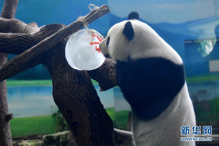지난 13일 타이베이(臺北)동물원 판다 위안짜이(圓仔)가 월병 모양의 얼음을 맛보고 있다. [사진 출처: 신화망]