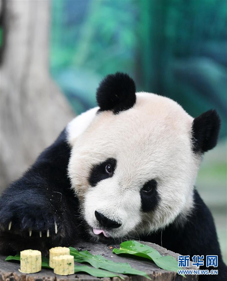 지난 13일 타이베이(臺北)동물원 퇀퇀(團團)이 특별 제조한 월병을 맛보고 있다. [사진 출처: 신화망]