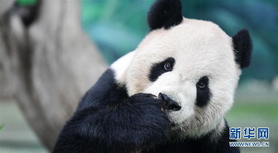 지난 13일 타이베이(臺北)동물원 퇀퇀(團團)이 특별 제조한 월병을 맛보고 있다. [사진 출처: 신화망]