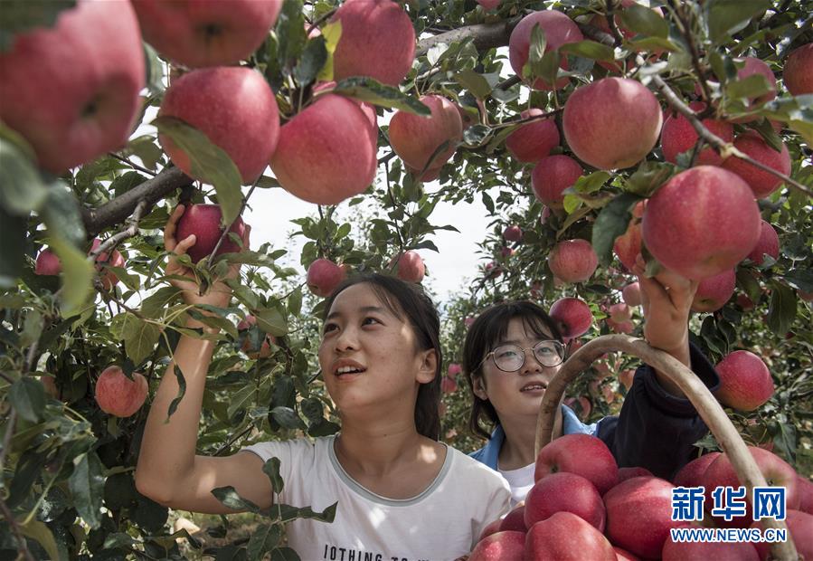 옌안(延安)시 뤄촨(洛川)현 팡샹(方廂)촌의 바이제(白潔, 왼쪽) 씨가 직접 운영하고 있는 과수원에서 사과를 따고 있다. ‘뤄촨 사과’는 옌안시를 대표하는 사과로 연간 120억 위안(약 2조 153억 원)의 매출을 올리고 있다. [8월 28일 촬영/사진 출처: 신화망]