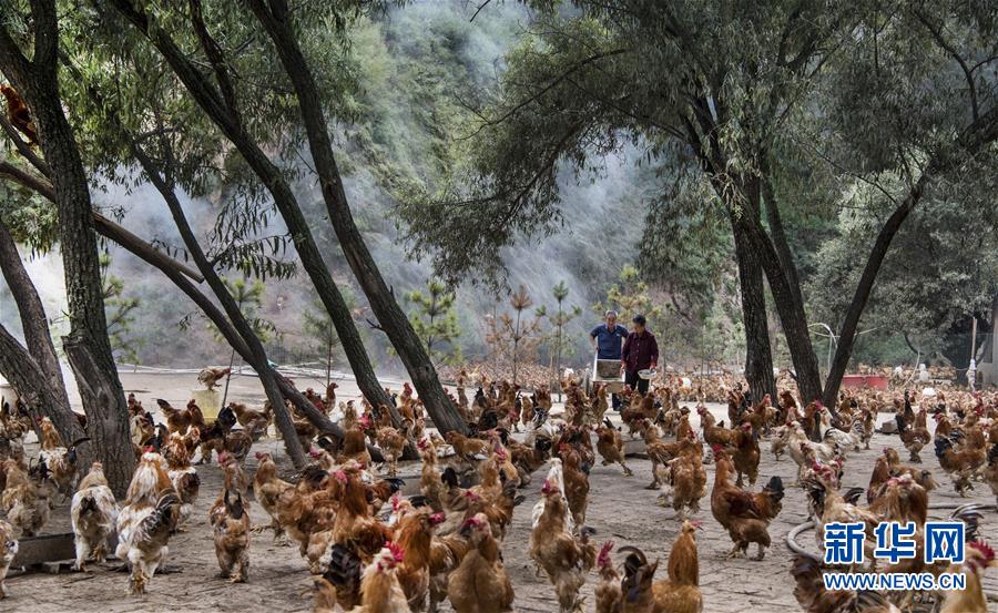옌안(延安)시 안싸이(安塞)구 레이핑타(雷坪塔)촌의 장롄롄(張蓮蓮) 부부가 닭에게 모이를 주고 있다. 장롄롄 부부는 37년간 숲을 조성하기 위해 20만 그루가 넘는 나무를 심었다. 최근 이 부부는 숲에서 친환경 닭을 키우며 풍족한 삶을 보내고 있다. [8월 27일 촬영/사진 출처: 신화망]