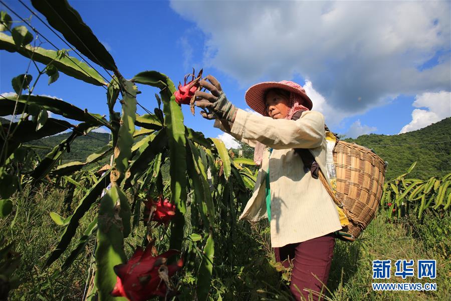 톈둥(田東)현 쓰린(思林)진 용과 재배기지, 농민이 용과를 따고 있다. [8월 28일 드론 촬영/사진 출처: 신화망]