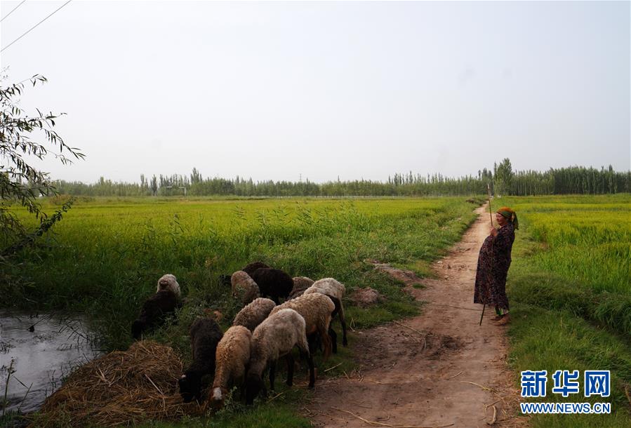 지난 1일 카스(喀什)시 파하타이커리(帕哈太克里)향 주민이 밭에서 양을 치고 있다. [사진 출처: 신화망]
