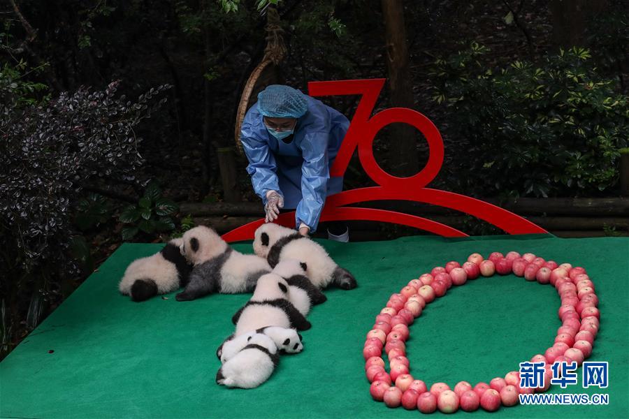 청두(成都) 자이언트판다번육연구기지, 7마리 새끼 판다와 사과로 조합을 이룬 ‘70’ [9월 24일 촬영/사진 출처: 신화망]