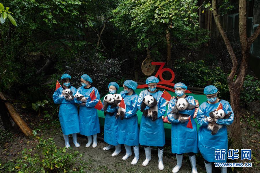 청두(成都) 자이언트판다번육연구기지, 7마리 새끼 판다를 안고 기념사진을 찍은 사육사들 [9월 24일 촬영/사진 출처: 신화망]