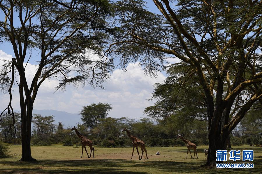 2019년 10월 4일 기린이 케냐 나이바샤 호수 근처를 걷고 있다. [사진 출처: 신화망]
