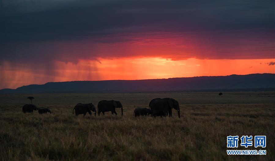 2018년 9월 22일 코끼리들이 마사이마라 국가 보호 구역을 걷고 있다. [사진 출처: 신화망]