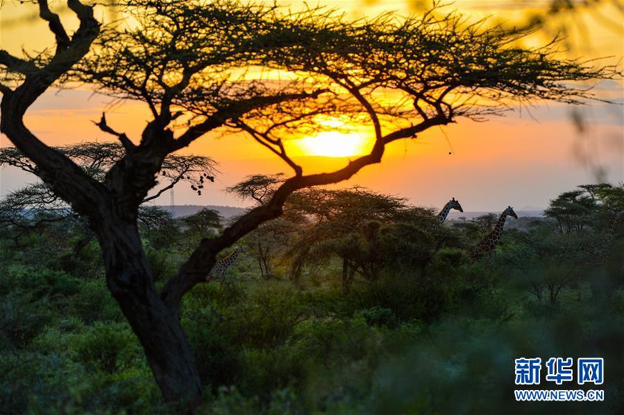 2019년 6월 13일 기린이 케냐 삼부루 국가 보호 구역을 걷고 있다. [사진 출처: 신화망]
