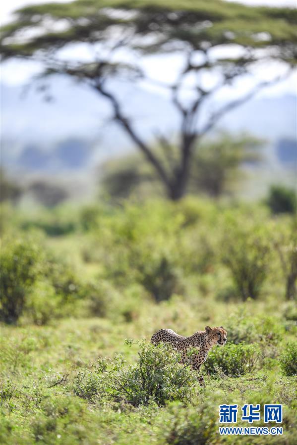 2019년 6월 14일 케냐 삼부루 국립 공원에서 치타가 먹이를 찾고 있다. [사진 출처: 신화망]