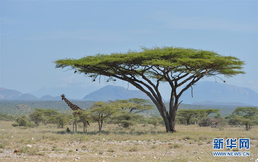 2019년 6월 14일 기린이 케냐 삼부루 국가 보호 구역에서 걷고 있다. [사진 출처: 신화망]