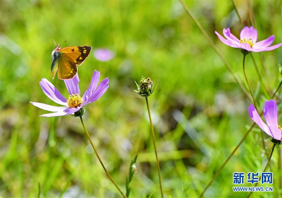 지난 14일 나비 한 마리가 진써츠탕(金色池塘) 생태 관광지 꽃밭에서 춤추며 날고 있다. [사진 출처: 신화망]
