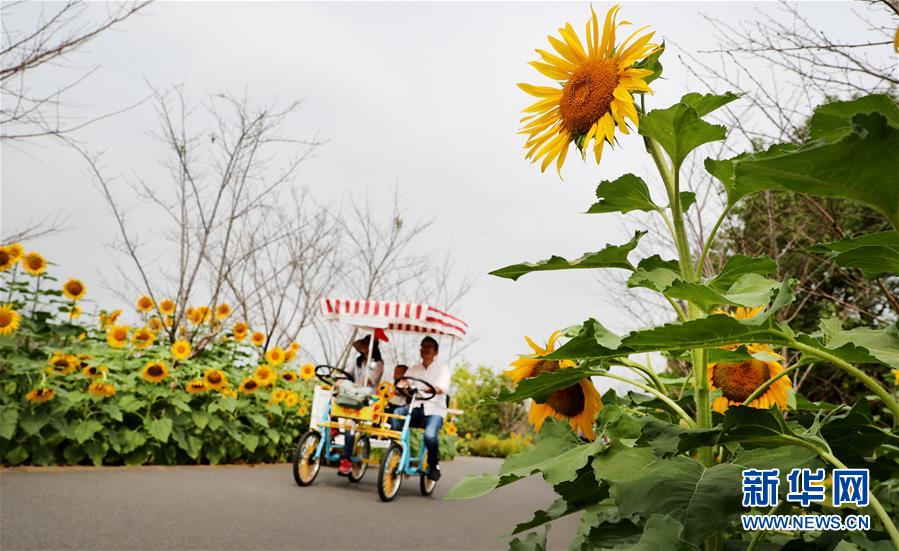 사람들이 자전거를 타고 꽃밭 사이의 작은 길을 지나가고 있다. [10월 7일 촬영/사진 출처: 신화망]