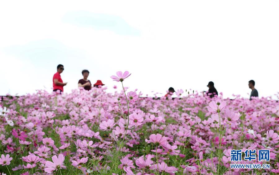 사람들이 코스모스밭에서 꽃을 감상하고 있다. [10월 7일 촬영/사진 출처: 신화망]