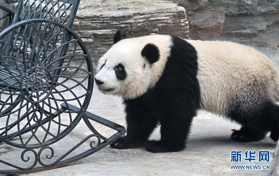 ‘멍바오(萌寶)’가 베이징 동물원의 새집에서 장난치며 놀고 있다. [사진 출처: 신화망]