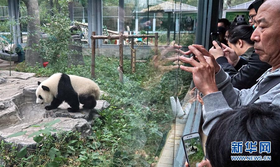 관광객들이 베이징 동물원의 새 입주자인 ‘멍바오(萌寶)’를 구경하고 있다. [사진 출처: 신화망]