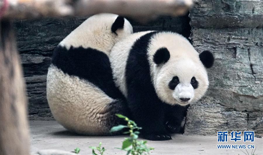 쌍둥이 자매 ‘멍바오(萌寶)’와 ‘멍위(萌玉)’가 베이징 동물원의 새집에서 장난치며 놀고 있다. [사진 출처: 신화망]
