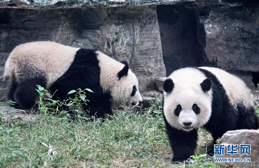 쌍둥이 자매 ‘멍바오(萌寶)’와 ‘멍위(萌玉)’가 베이징 동물원의 새집에서 장난치며 놀고 있다. [사진 출처: 신화망]