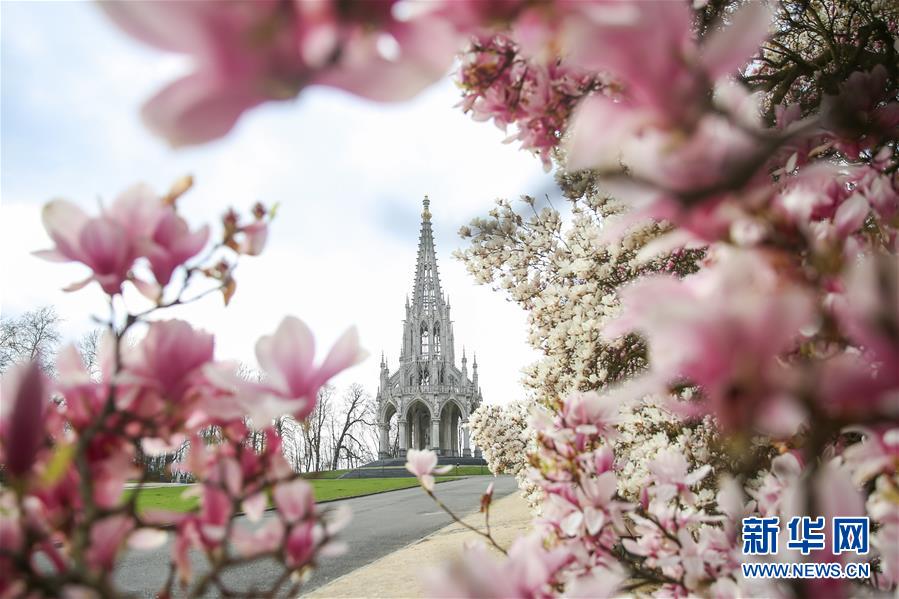 2019년 3월 26일 벨기에 브뤼셀에서 촬영한 꽃이 활짝 핀 라켄 공원 [사진 출처: 신화망]