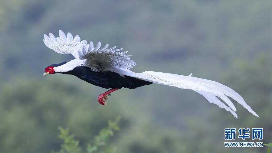 날아오르는 백한 [10월 20일 촬영/사진 출처: 신화망]