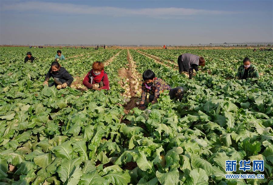 농민들이 롼저우(灤州)시 샤오마좡(小馬莊)진의 밭에서 자색무를 수확하고 있다. [10월 28일 촬영/사진 출처: 신화망]