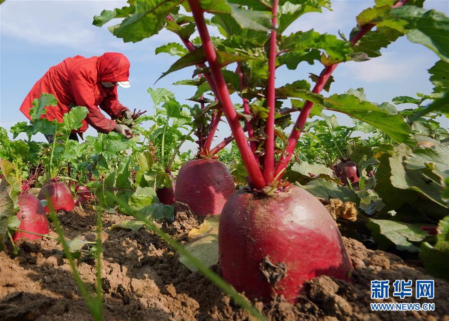 한 농민이 수확할 무를 손보고 있다. [10월 28일 촬영/사진 출처: 신화망]